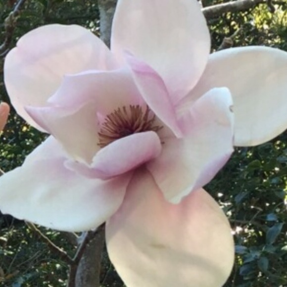 Meet your Posher, Francesca - Picture 1 of 1